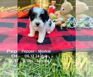Morkie Puppy for sale in CASSVILLE, MO, USA