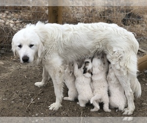 Mother of the Great Pyrenees puppies born on 05/26/2022