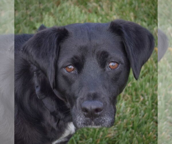 Medium Photo #1 Border Collie-Unknown Mix Puppy For Sale in Huntley, IL, USA