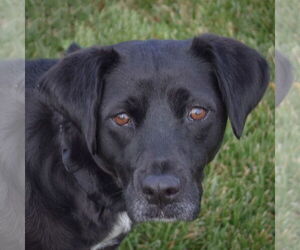 Border Collie-Unknown Mix Dogs for adoption in Huntley, IL, USA
