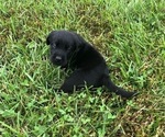 Small Photo #8 Labrador Retriever Puppy For Sale in CHILLICOTHE, MO, USA