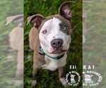 Small #19 American Pit Bull Terrier-American Staffordshire Terrier Mix
