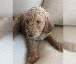 Small Photo #1 Goldendoodle Puppy For Sale in ATLANTA, GA, USA