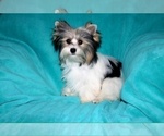 Small #2 Yorkshire Terrier