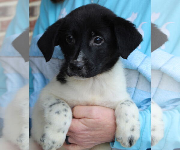 Medium Photo #3 Labrador Retriever-Unknown Mix Puppy For Sale in Prattville, AL, USA