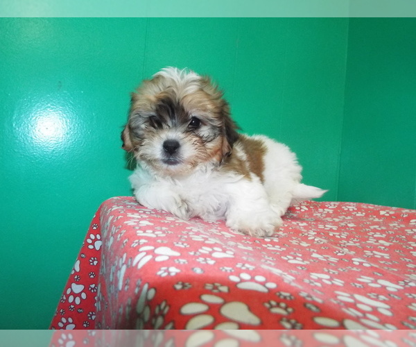 Medium Photo #6 Zuchon Puppy For Sale in PATERSON, NJ, USA