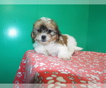 Small Photo #6 Zuchon Puppy For Sale in PATERSON, NJ, USA