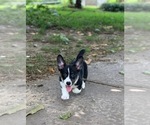 Small Photo #3 Pembroke Welsh Corgi Puppy For Sale in CLEVELAND, TX, USA