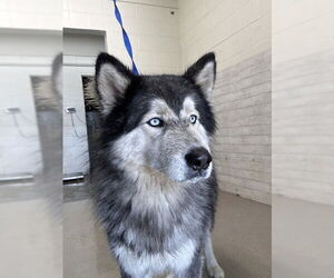 Alaskan Malamute Dogs for adoption in San Bernardino, CA, USA