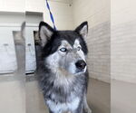 Small Alaskan Malamute