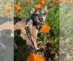Small #6 Chihuahua Mix