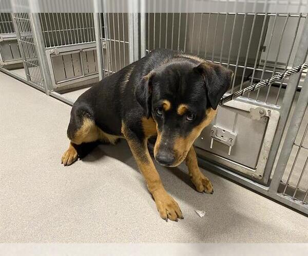 Medium Photo #1 Rottweiler-Unknown Mix Puppy For Sale in Modesto, CA, USA