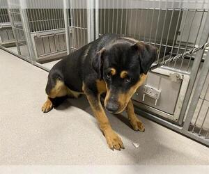 Rottweiler-Unknown Mix Dogs for adoption in Modesto, CA, USA