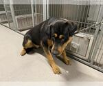 Small Rottweiler Mix