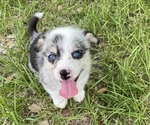 Image preview for Ad Listing. Nickname: Gwennie Bear