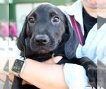 Small Photo #2 Labrador Retriever-Retriever  Mix Puppy For Sale in Washington, DC, USA