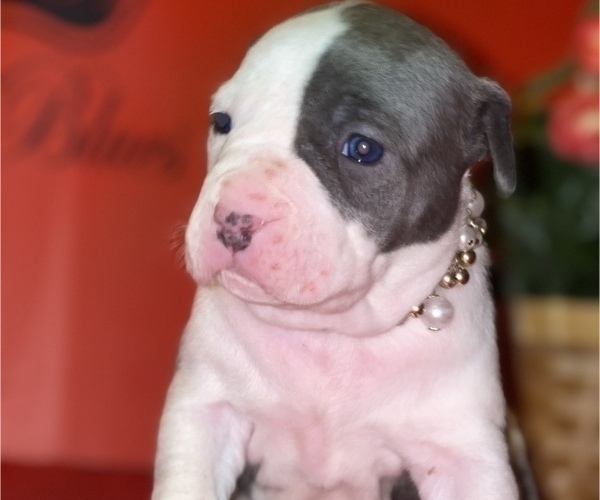 Medium Photo #6 American Bully Puppy For Sale in TRENTON, NJ, USA