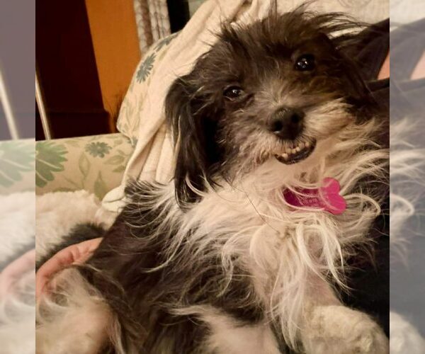 Medium Photo #1 Mutt Puppy For Sale in Spring Lake, NC, USA