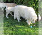 Small Photo #21 English Cream Golden Retriever Puppy For Sale in NORTHWOOD, OH, USA