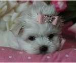 Small Photo #7 Maltese Puppy For Sale in MIAMI, FL, USA