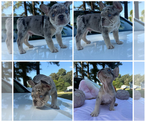 French Bulldog Puppy for sale in HOPE MILLS, NC, USA