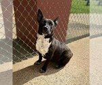 Small #2 Feist Terrier Mix