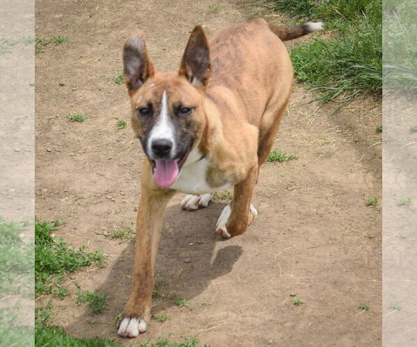 Medium Photo #8 Boxer-Bull Terrier Mix Puppy For Sale in Huntley, IL, USA