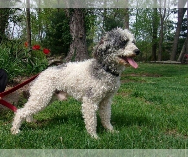 Medium Photo #1 Goldendoodle-Poodle (Miniature) Mix Puppy For Sale in MILLERSBURG, PA, USA