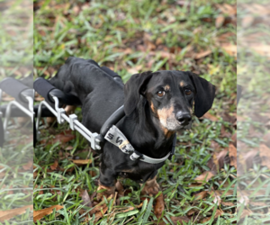 Cookie - Male Dachshund Dog for Adoption - Photo #5