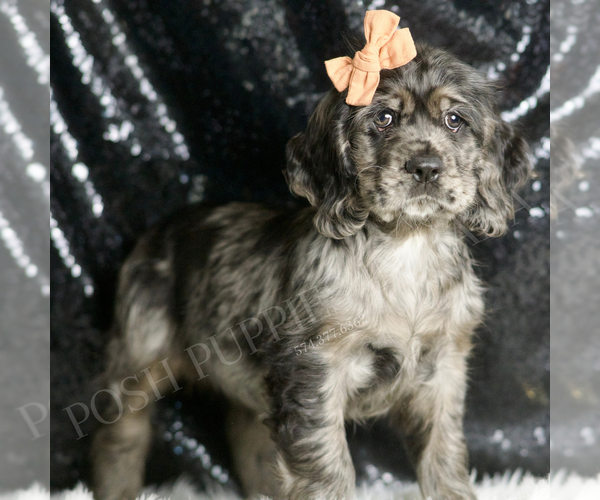 Medium Photo #3 Cocker Spaniel Puppy For Sale in WARSAW, IN, USA