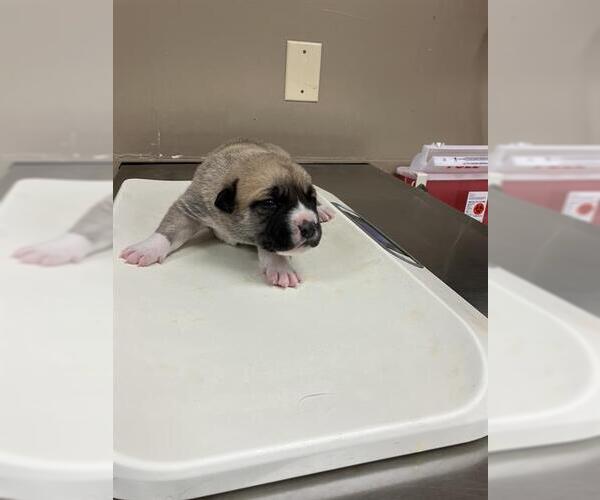 Medium Photo #1 American Pit Bull Terrier-Unknown Mix Puppy For Sale in Conroe, TX, USA