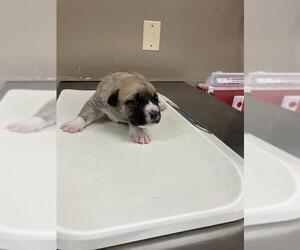 American Pit Bull Terrier-Unknown Mix Dogs for adoption in Conroe, TX, USA