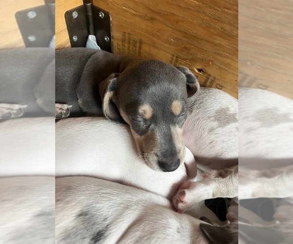 Medium Photo #28 Dachshund Puppy For Sale in LAKEBAY, WA, USA