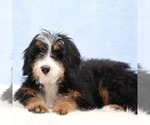 Small #1 Bernedoodle (Miniature)