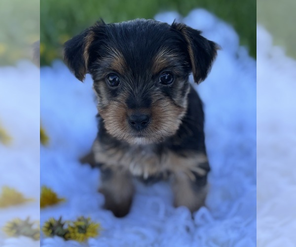 Medium Photo #4 Yorkshire Terrier Puppy For Sale in ROCK STREAM, NY, USA