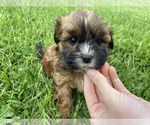 Small Photo #2 ShihPoo Puppy For Sale in IRVINGTON, KY, USA