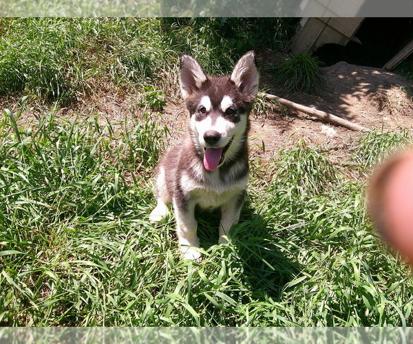 Medium Photo #1 Alaskan Malamute Puppy For Sale in SMYRNA, NY, USA
