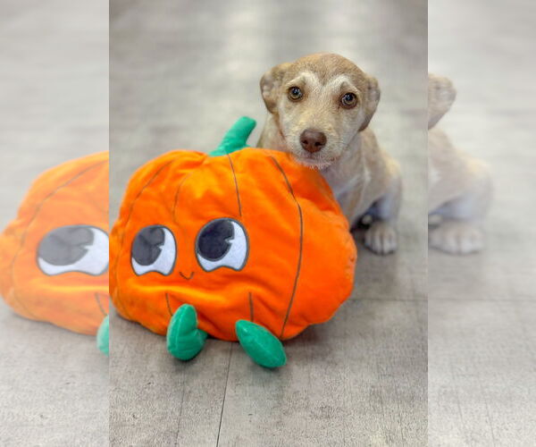 Medium Photo #8 Dachshund-Unknown Mix Puppy For Sale in PIPE CREEK, TX, USA