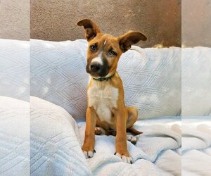 American Staffordshire Terrier-Labrador Retriever Mix Dogs for adoption in Albuquerque, NM, USA