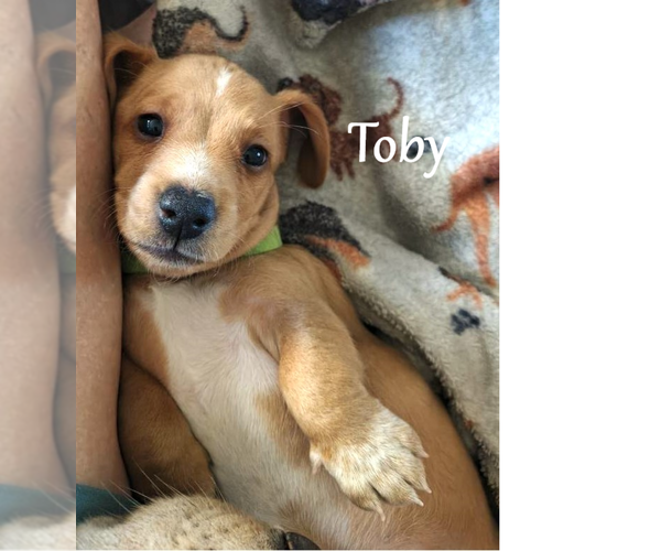 Medium Photo #1 Dachshund Puppy For Sale in TUSTIN, CA, USA