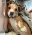 Puppy Toby Dachshund