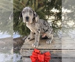Small #4 Great Dane