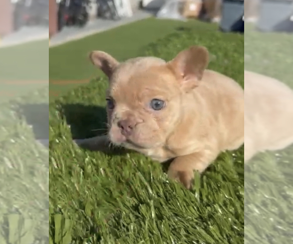 Medium Photo #17 French Bulldog Puppy For Sale in BEVERLY HILLS, CA, USA