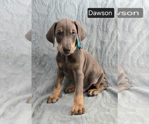 Doberman Pinscher Puppy for sale in POMEROY, OH, USA