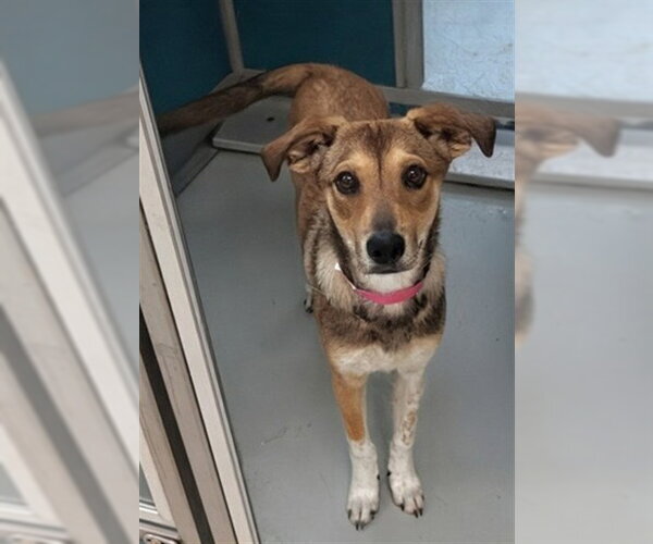 Medium Photo #2 Mutt Puppy For Sale in Oklahoma City, OK, USA