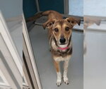Small #1 Mutt