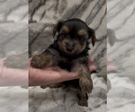 Small #1 Yorkshire Terrier