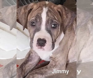 Jimmy - Louisiana Litter - Male Mutt Dog for Adoption - Photo #17