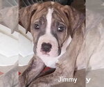 Small #16 Mutt