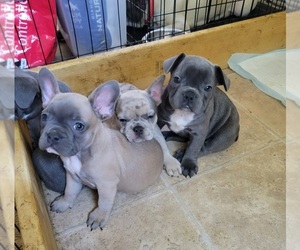 French Bulldog Puppy for sale in WEST MANSFIELD, OH, USA